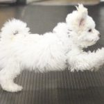 puppyjoy